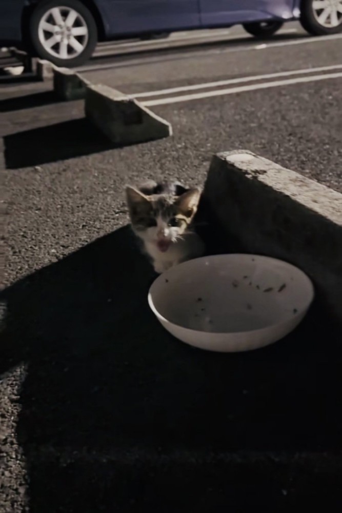 駐車場で鳴く子猫