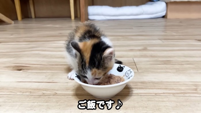 ウェットフードを食べる子猫