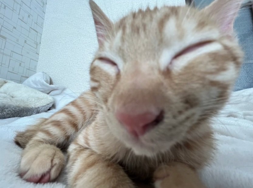 気持ちよさそうに爆睡する猫