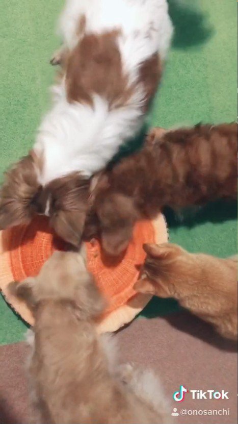 上から見たおやつを食べる猫