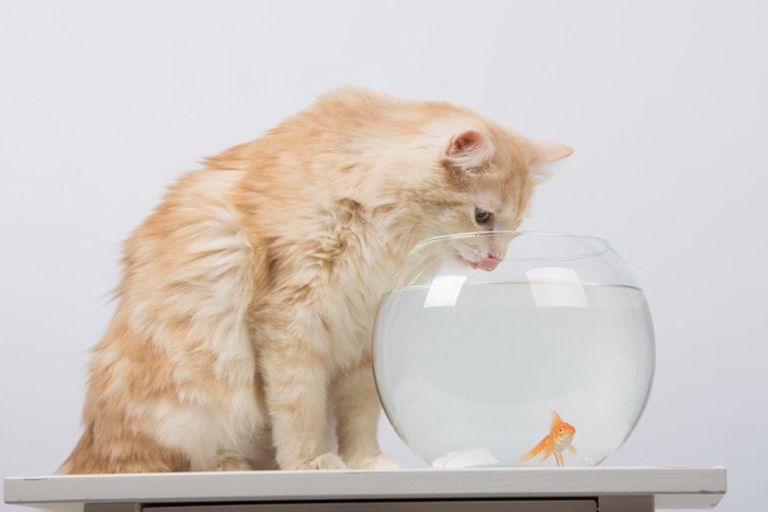 水槽をのぞき込む猫