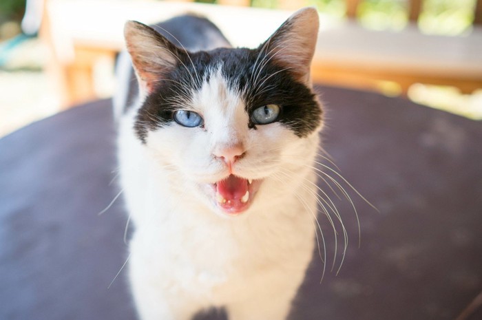 話しかけてくる猫