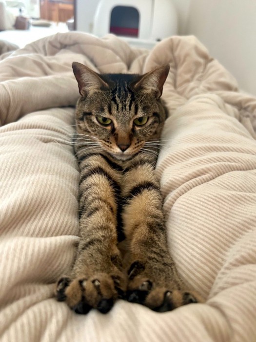 飼い主さんの足の間にいるキジトラ猫