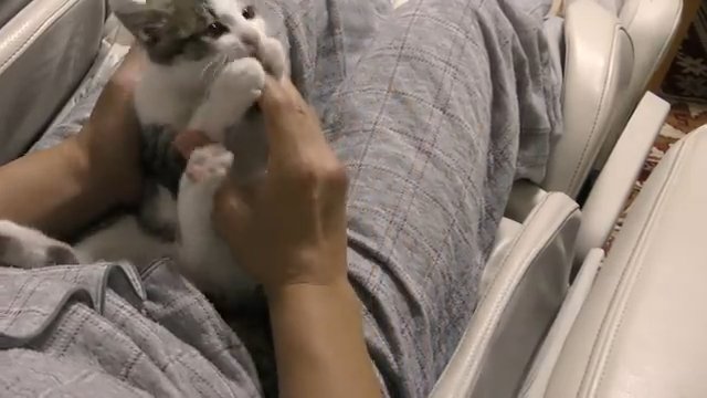 手に噛みつく猫