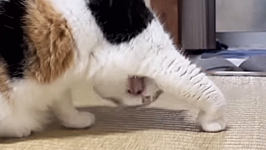 毛づくろい中の猫のアップ