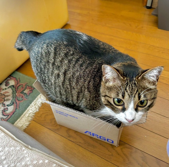 箱に入ってこちらを見つめる猫