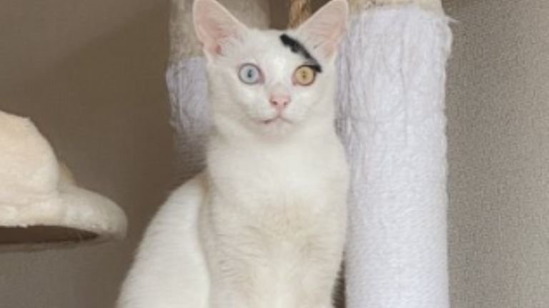 キャットタワーにいる猫