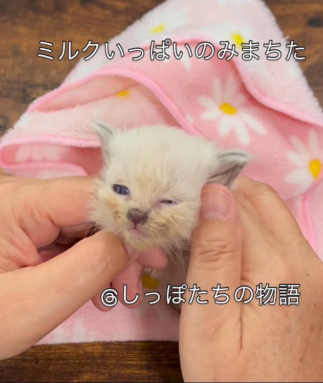 撫でられる子猫