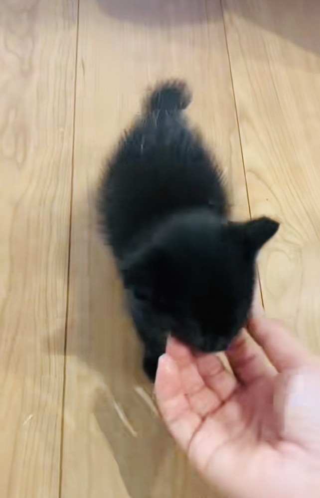 ママに顎を撫でられる赤ちゃん猫