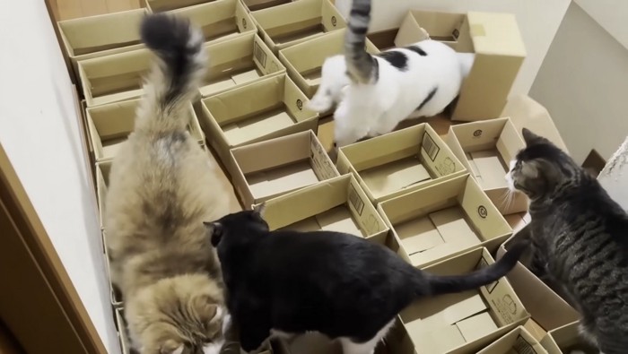 おやつを探す豆大福