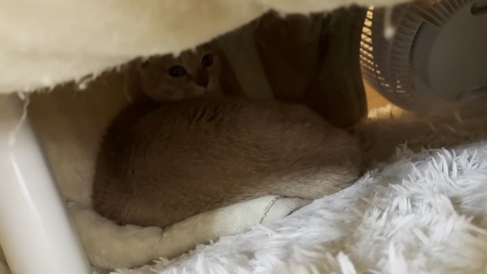 ベッドの中の茶トラ猫