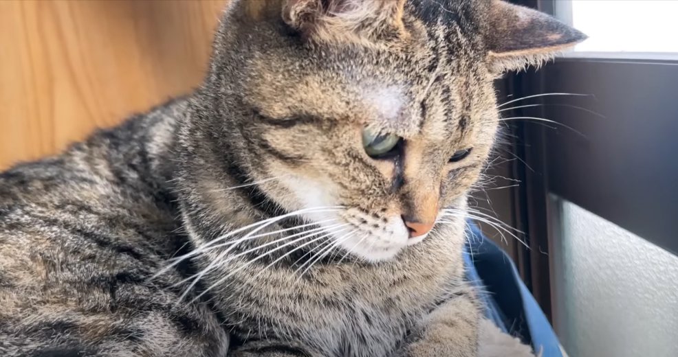 窓際にいる猫