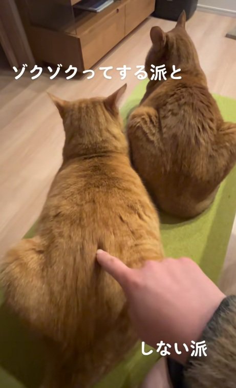 左側の猫の背中をつつく