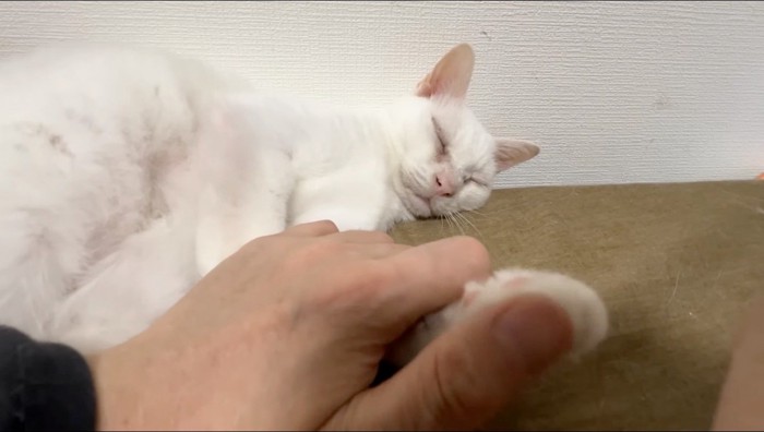 横になっている白猫の前足を握る飼い主