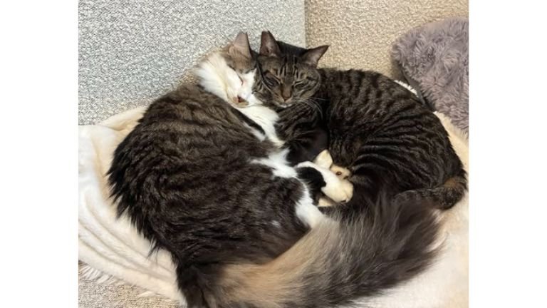 寝ている猫たち