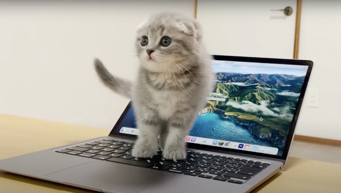 ノートパソコンの上に座る子猫