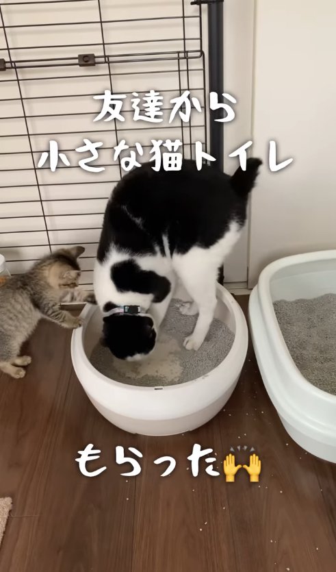 小さなトイレに入っている白黒猫と見守る子猫