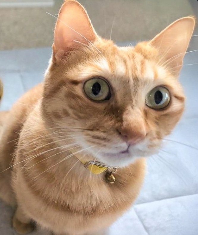 飼い主さんを見るぷりんちゃん