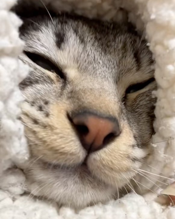 見る猫