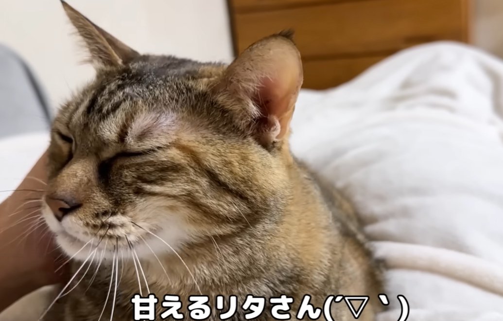 撫でられる猫（甘えるリタさん）