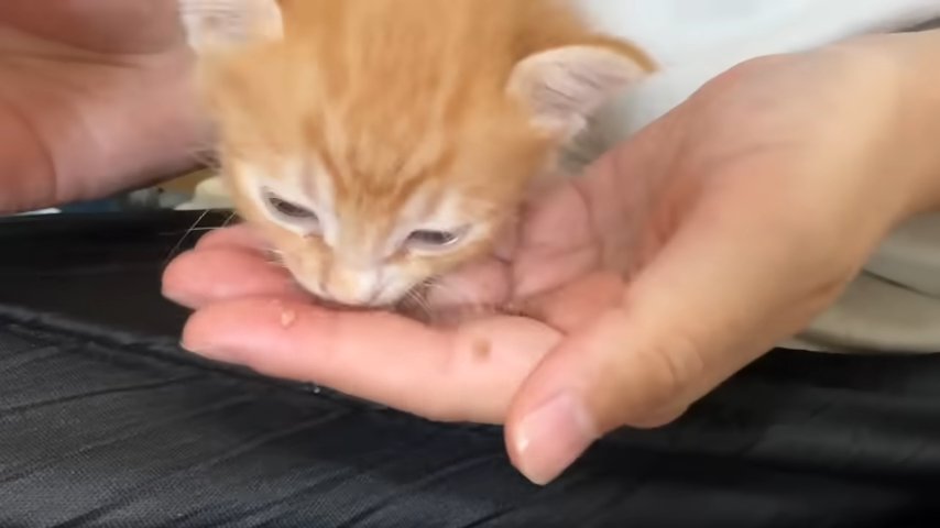 掌から食べる子猫