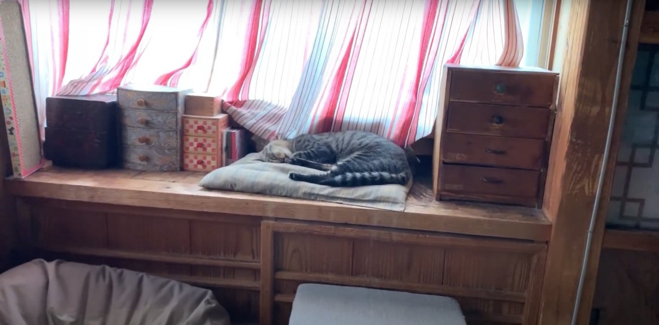 棚に置かれた座布団の上でお昼寝をするキジトラ