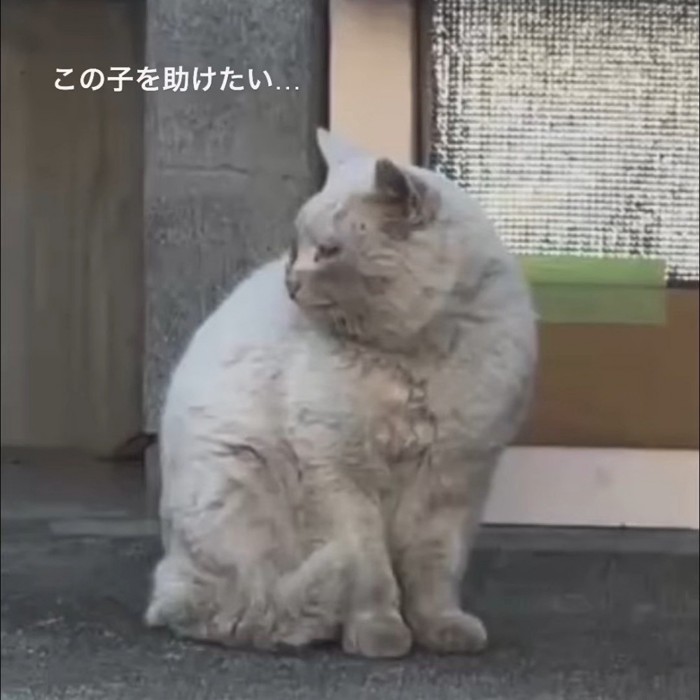 外で座っている猫