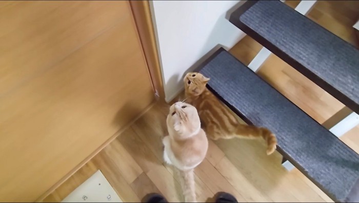 ドアの前に座る2頭の猫