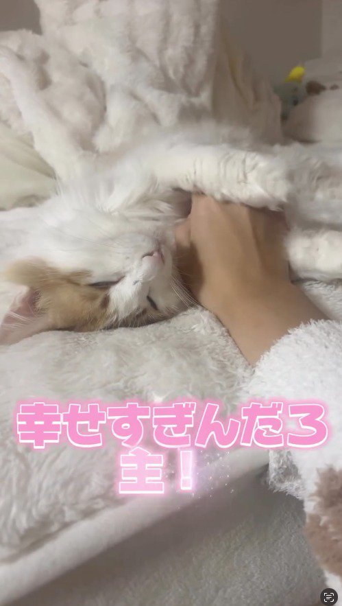 飼い主の手を前足で掴む猫