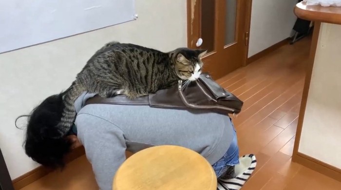 お父さんの背中の上に乗る猫