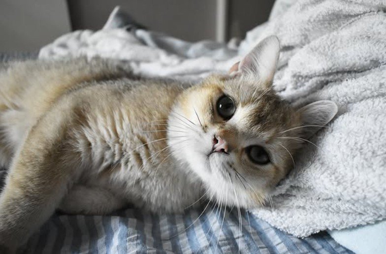 寝転んでいる猫