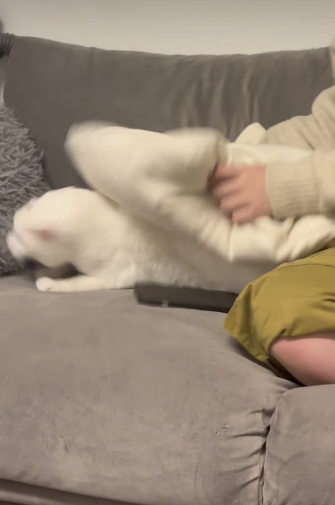 飼い主さんに倒されて起き上がる保護猫