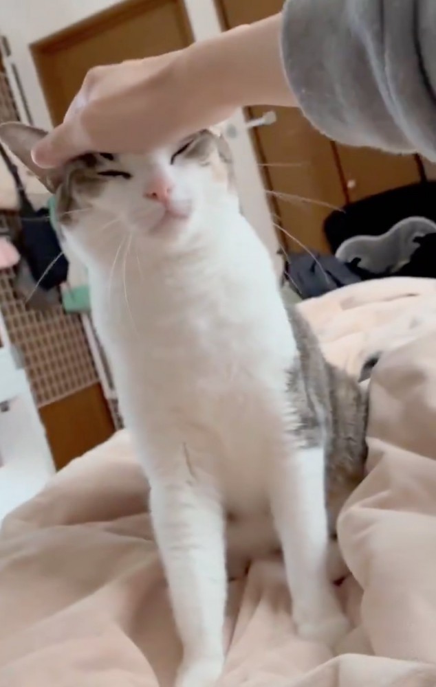 猫の頭を撫でる