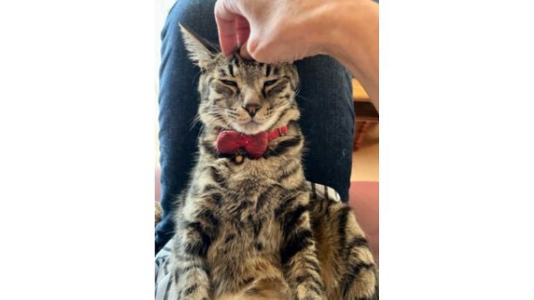 撫でられている猫