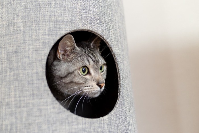 穴から外の様子をうかがう猫