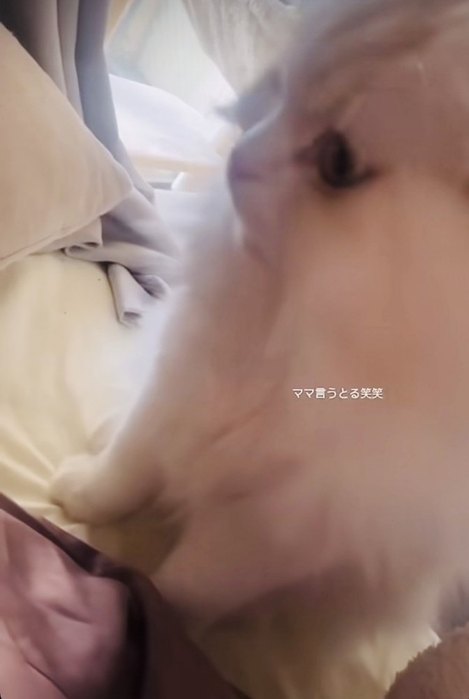 ベッドの上でママを探すスコティッシュフォールド