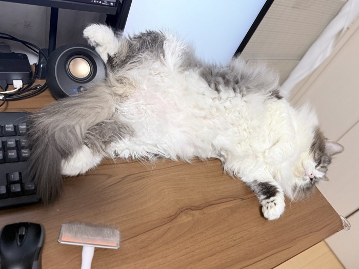 仰向けの猫