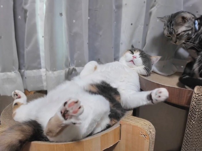 少し手を伸ばすブリショと様子を見るアメショ