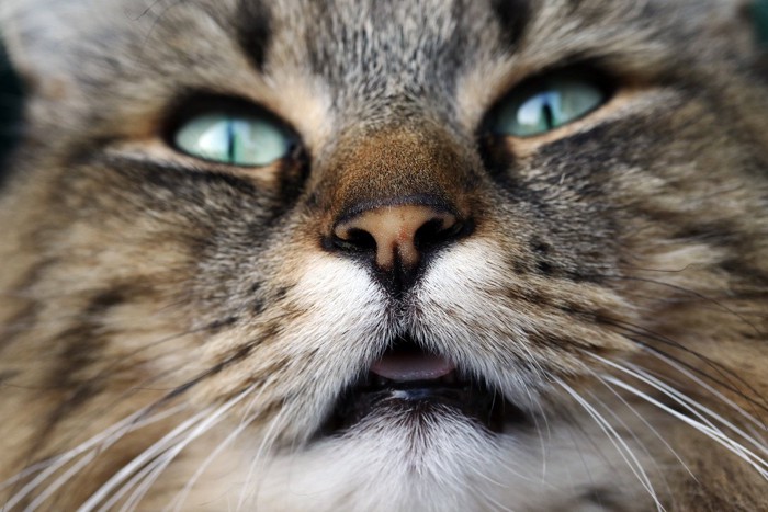 猫の口元