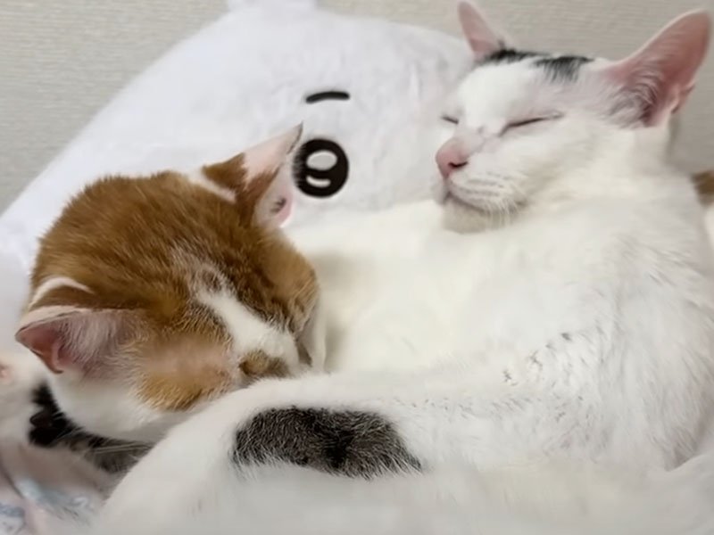 寝ている猫たち