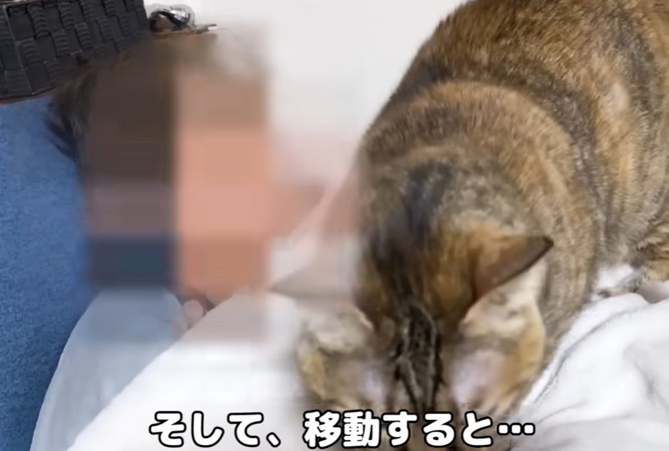 人の体の上から降りようとする猫（そして、移動すると…）