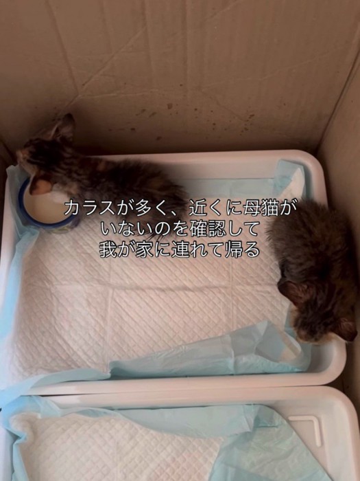 箱の中にいる2匹の子猫