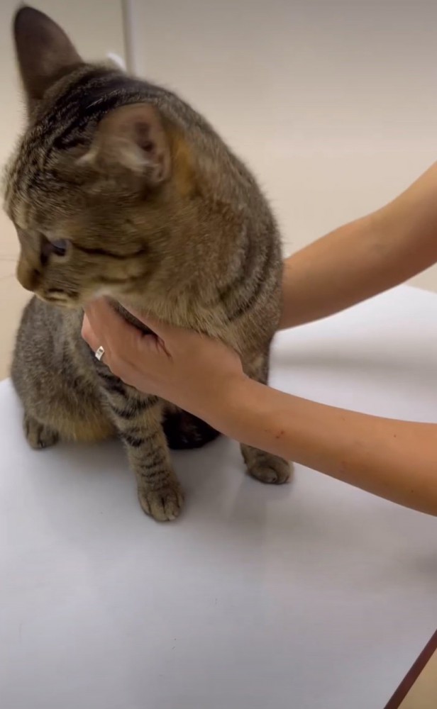 振り向く猫