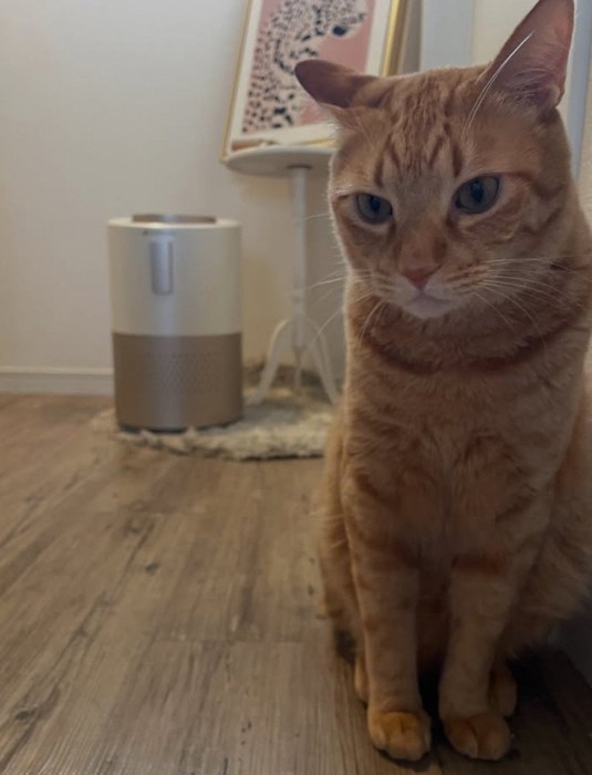 左下を見つめて座る猫