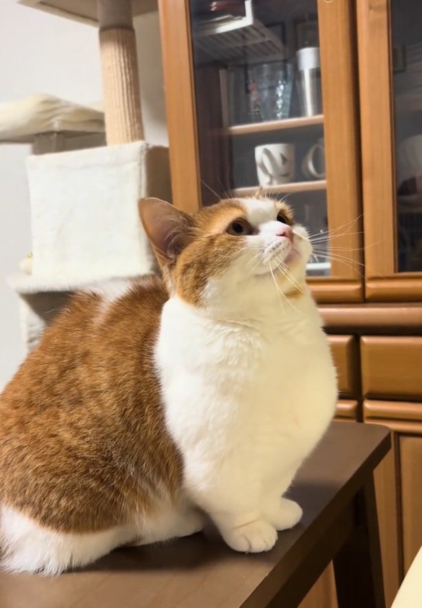 ガン見するおみそちゃん