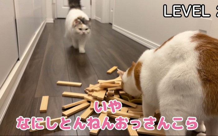 詰め寄る猫
