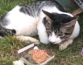 地面に寝そべる子猫