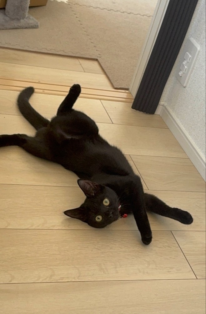 黒猫の子猫が寝そべっている様子