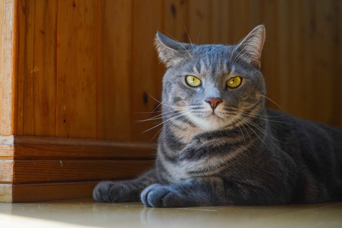 じっと見つめる猫