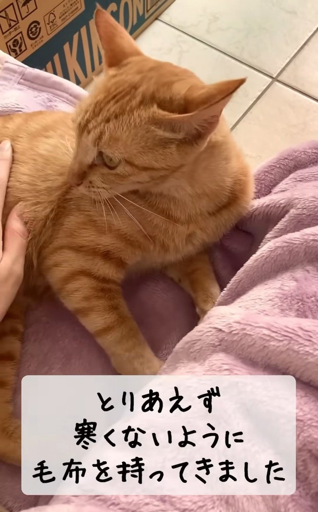 毛布の上に乗る猫